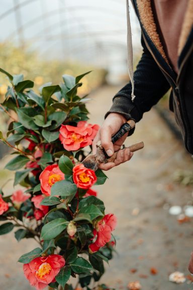 PLANTEN SNOEIEN